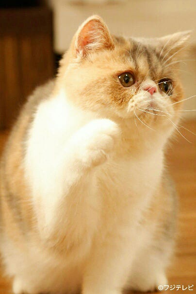 画像10 19 オトナ女子 愛猫 ちくわ ぶちゃかわで癒やされる 月9 5 9 キャストからも人気 モデルプレス