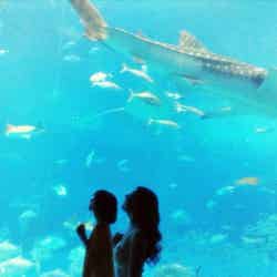 美ら海水族館(提供写真)