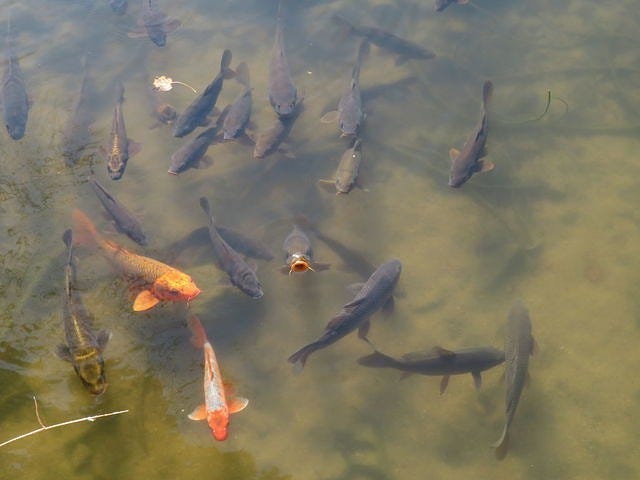 鳥見山公園