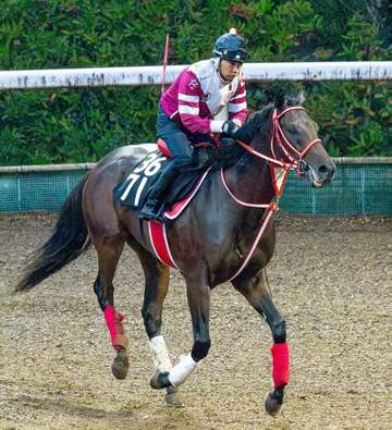 【新馬戦】フォーエバーヤングの半弟ヤングリッチ 芝から第一歩踏み出す 1週前追い切りでは上々の時計