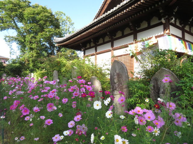 一面に広がるコスモスに感動…！奈良のお寺で見つけた「期間限定の絶景」