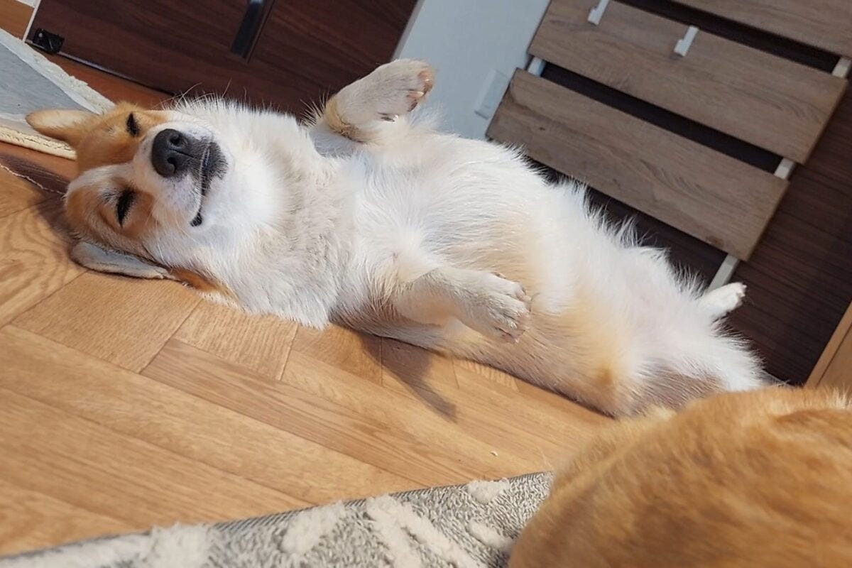 コーギーのちくわちゃんとつみれちゃん