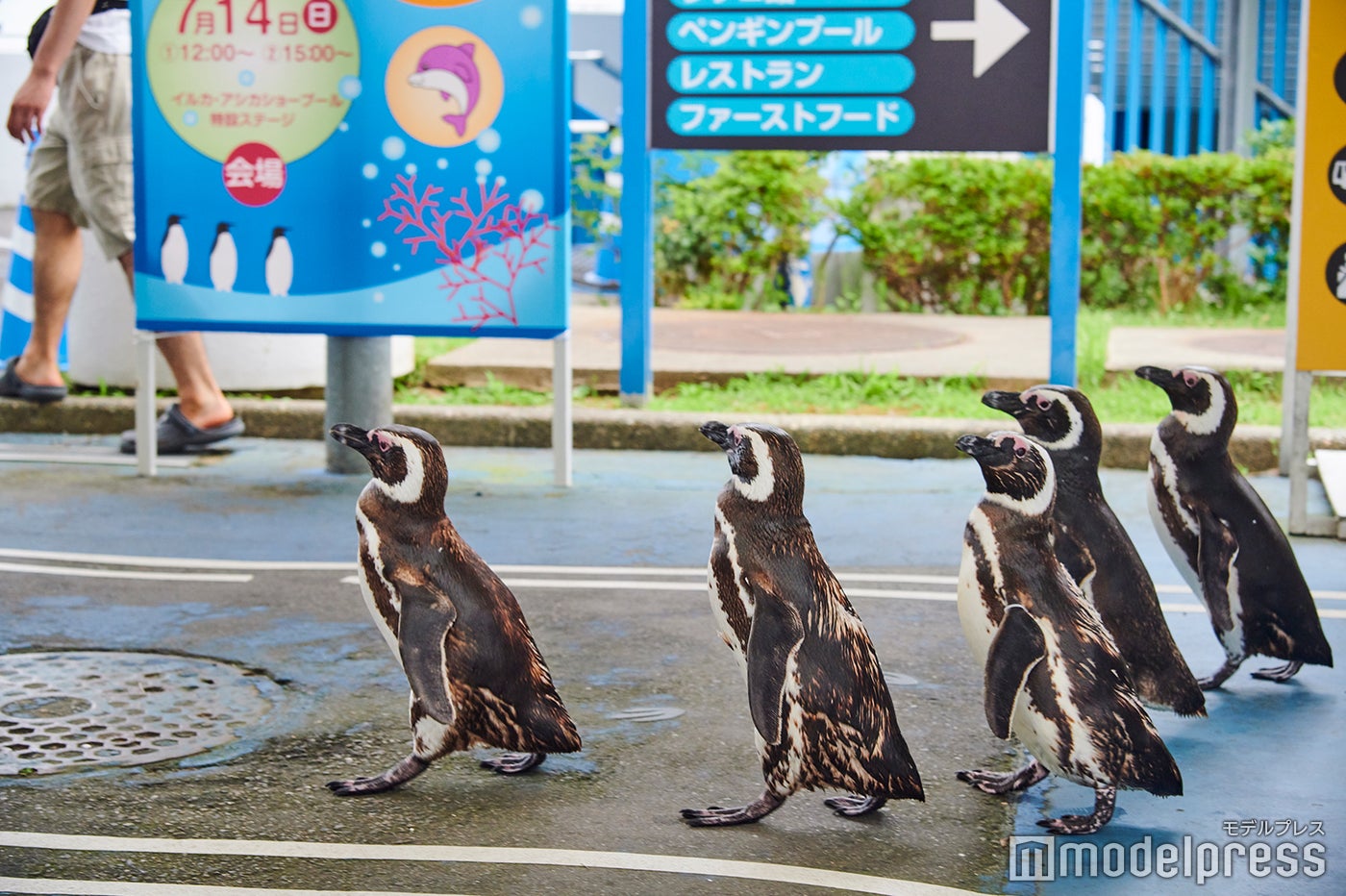 ペンギンのお散歩タイムは必見です。 （C）モデルプレス