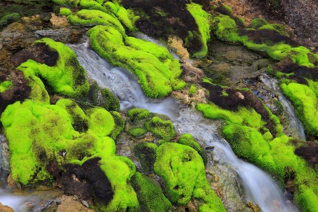 チャツボミゴケ／画像提供：株式会社マーシャル・コミュニケーションズ