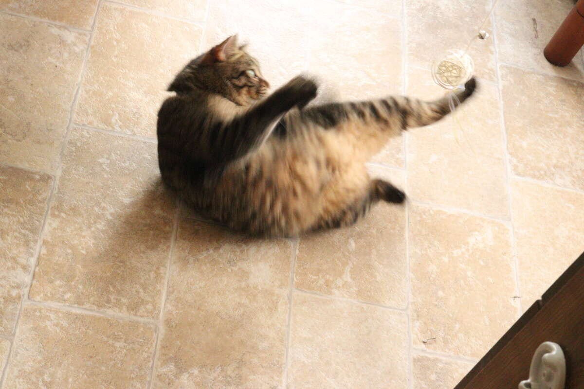 茶トラ猫が床に寝転がり、猫用おもちゃに飛びついて遊んでいる瞬間 茶トラ猫が床に寝転がり、猫用おもちゃに飛びついて遊んでいる瞬間