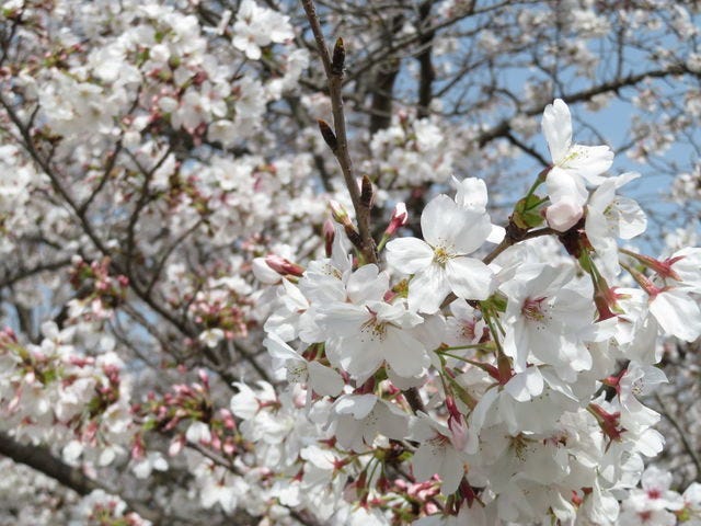 【絶景】地元の人しか知らない？奈良「桜の穴場スポット」