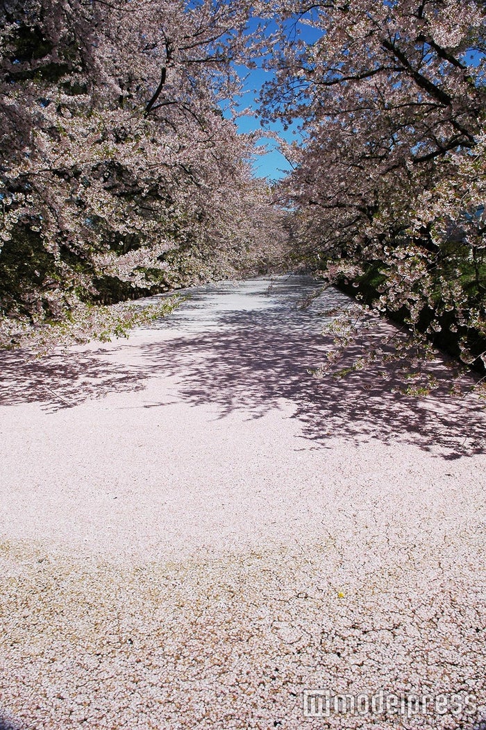 青森が誇る春の絶景 桜のじゅうたん が夢のような美しさ 女子旅プレス