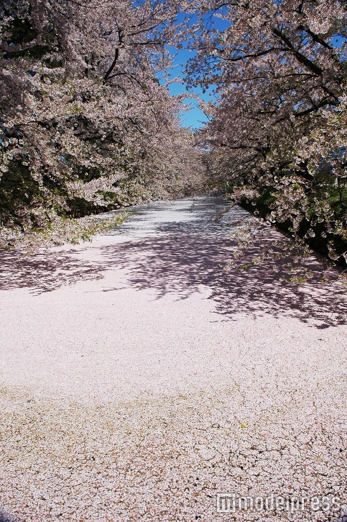 青森が誇る春の絶景 桜のじゅうたん が夢のような美しさ 女子旅プレス 青森が誇る春の絶景 桜のじゅうたん が夢のような美しさ 女子旅プレス