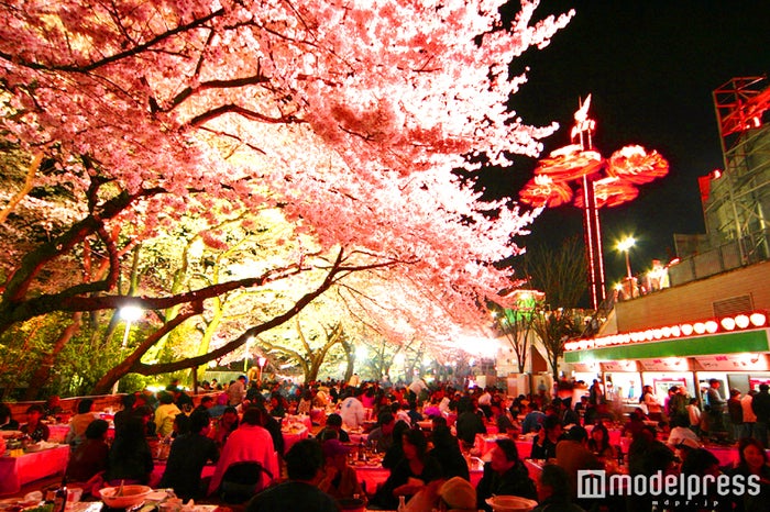 としまえん桜まつり 桜500本の下でお花見 イルミ鑑賞 夜桜デートもできる 女子旅プレス