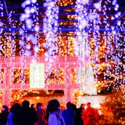 光の花の庭~Flower Fantasy(提供写真)