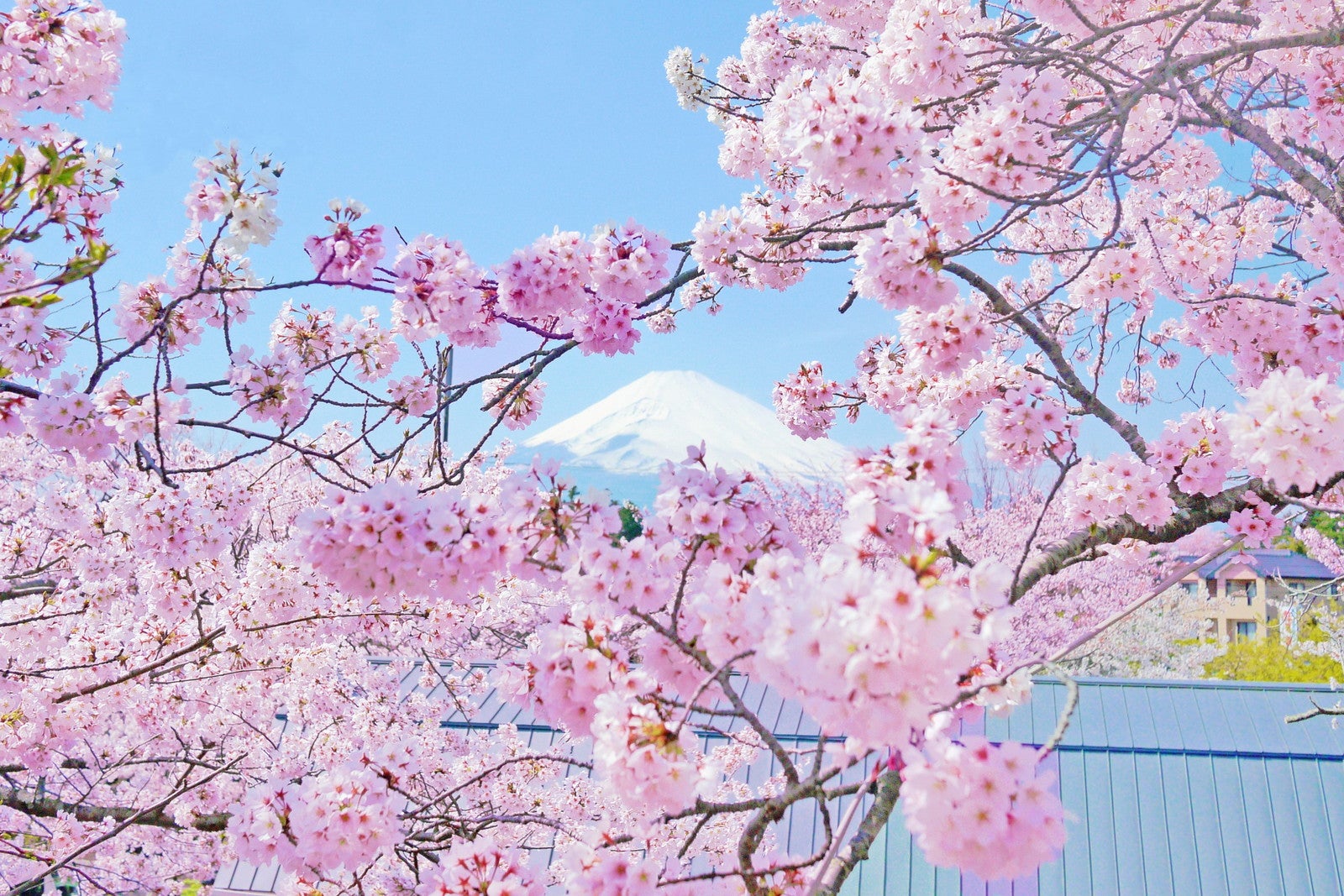 Spring Festival 2026／提供画像