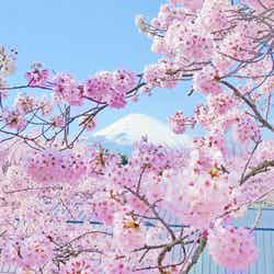 Spring Festival 2026/提供画像