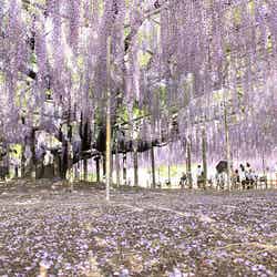 あしかがフラワーパークの大藤/IMG_1523 by Hetarllen Mumriken