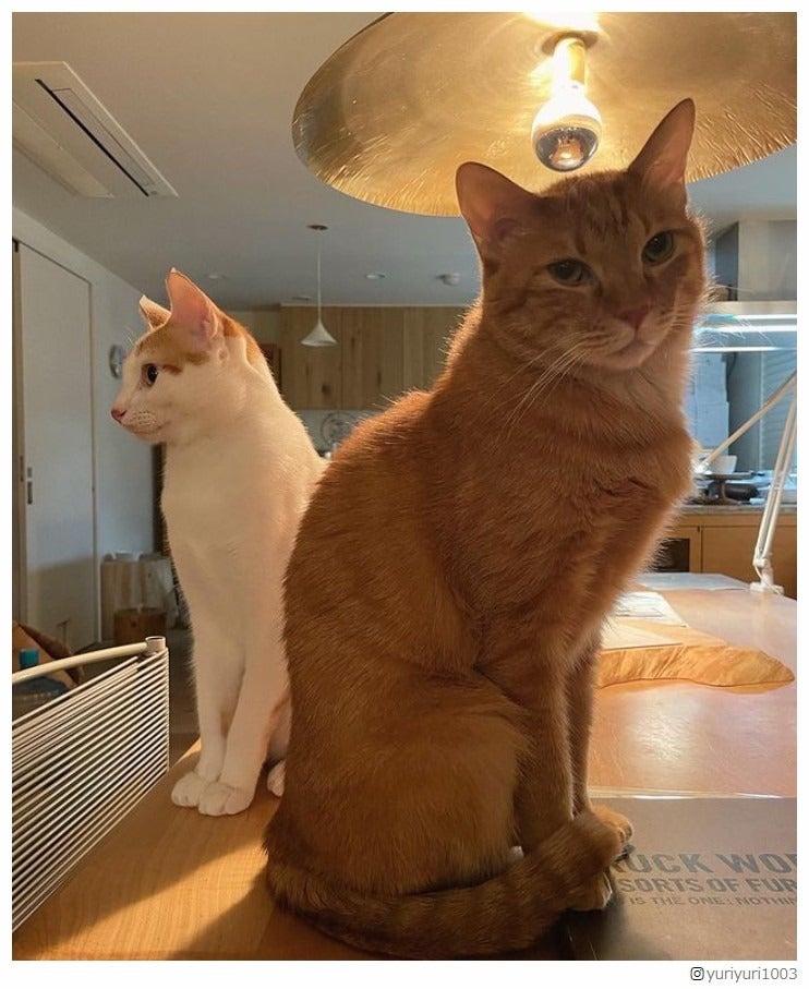 石田ゆり子Instagram