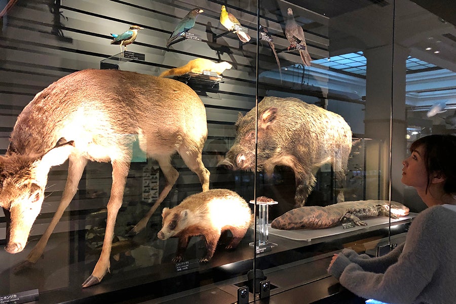 国立科学博物館