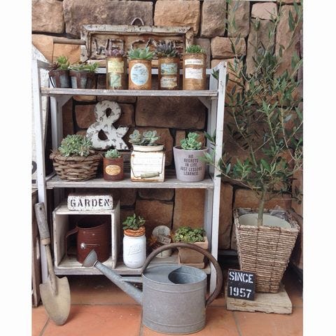 オリーブの木を置くならここが良い 風水に学ぶ 幸せを呼び込むインテリア モデルプレス