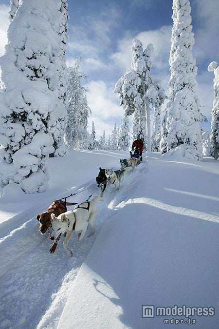 ハスキー犬の引く犬ぞり体験／画像提供：フィンランド政府観光局
