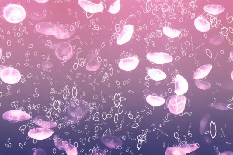 クラゲと桜／画像提供：すみだ水族館