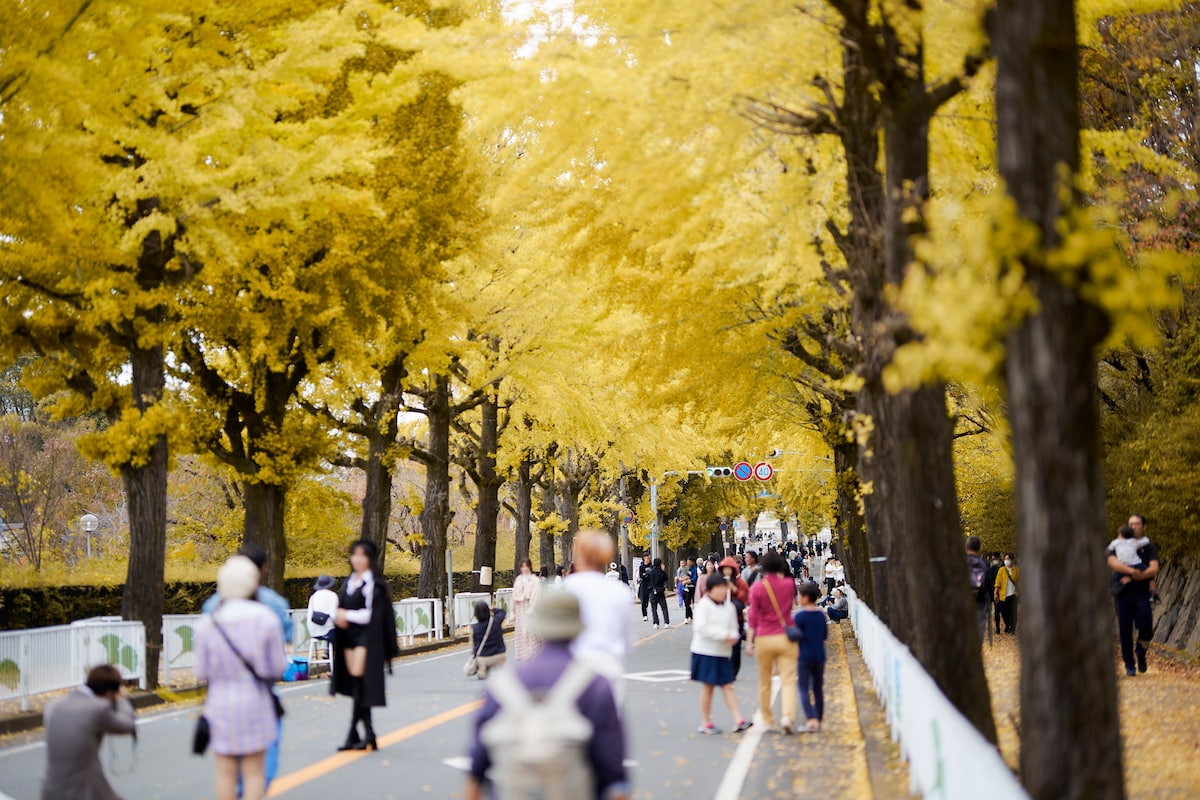 秋の奈良はここが穴場！天理の1.3km続く絶景イチョウ並木と絶品スイーツ