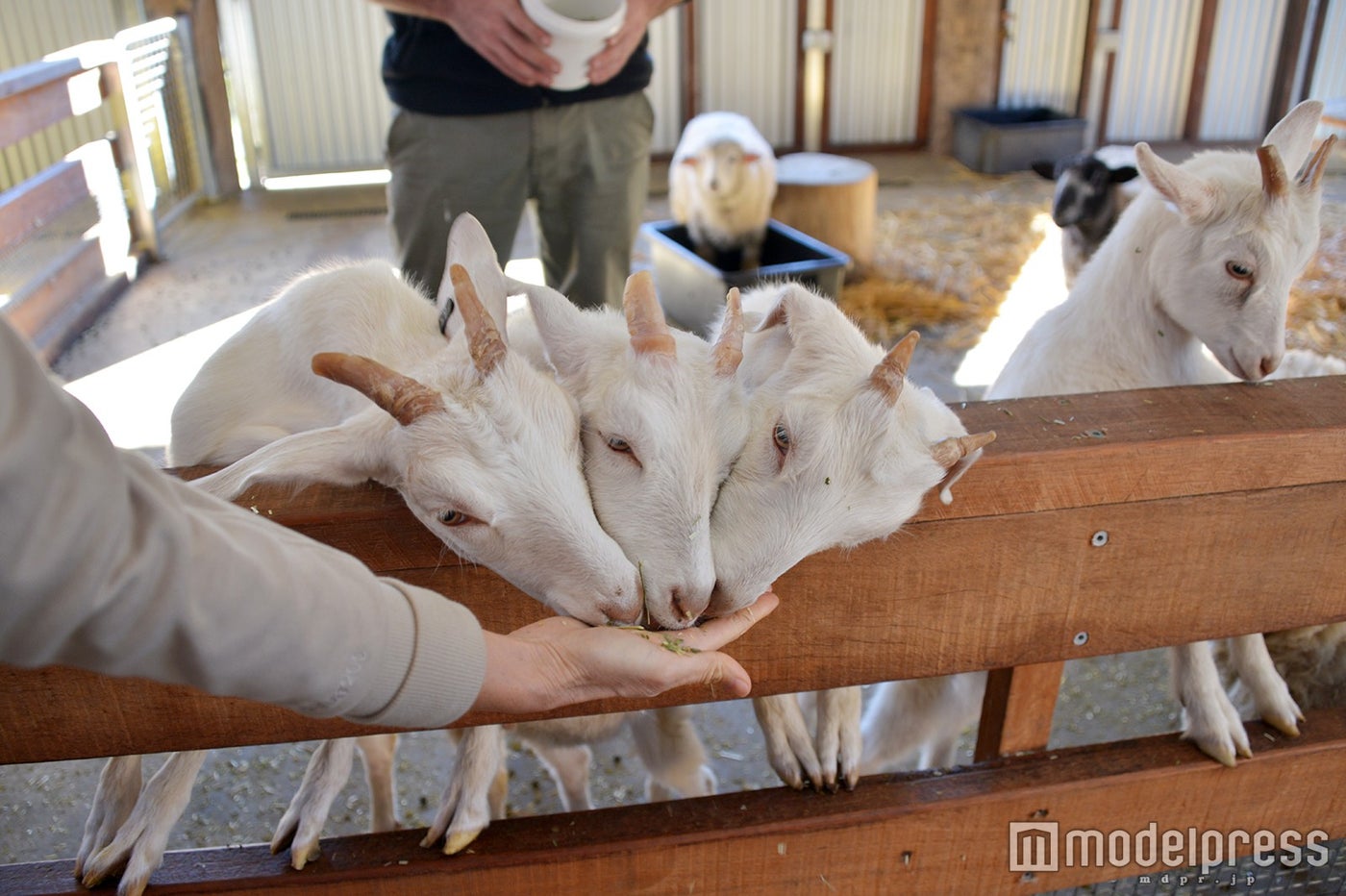 動物と触れ合う癒しの時間（C）モデルプレス