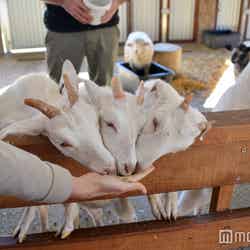 動物と触れ合う癒しの時間(C)モデルプレス