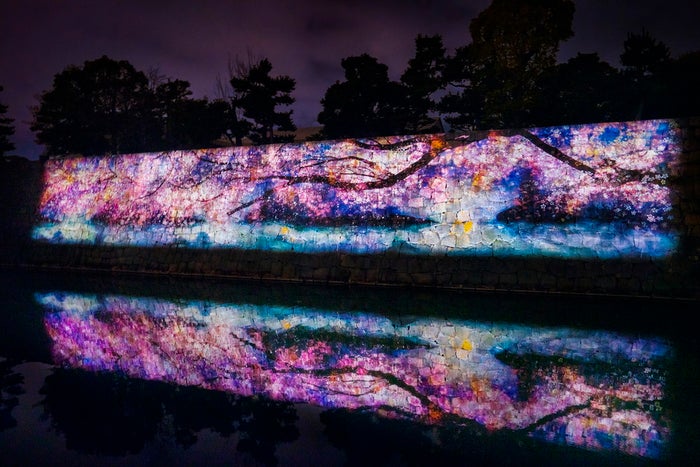 NAKED FLOWERS 2021 −桜− 世界遺産・二条城/画像提供:ネイキッド