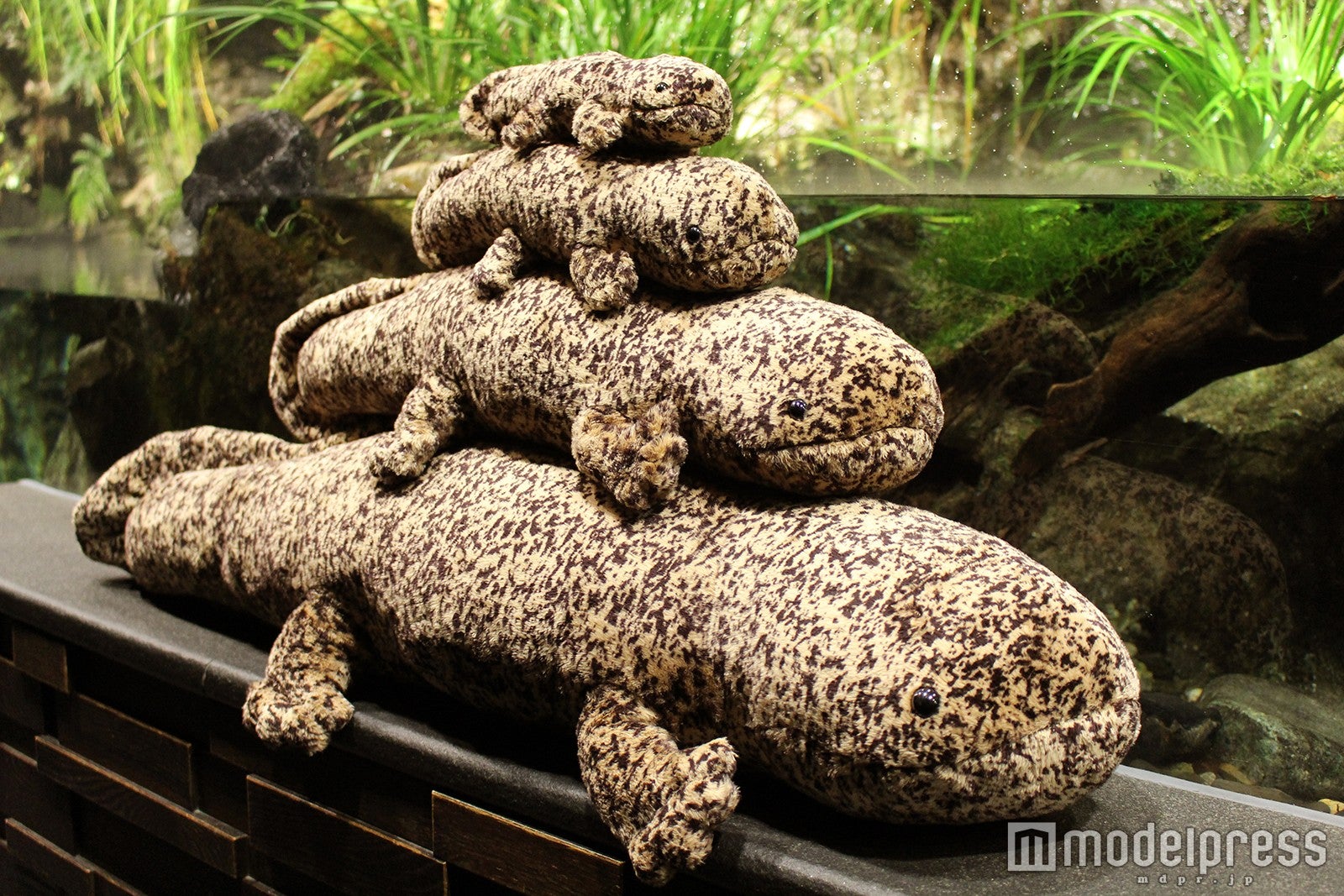 オオサンショウウオぬいぐるみ(S・M･L･LL).／画像提供：京都水族館