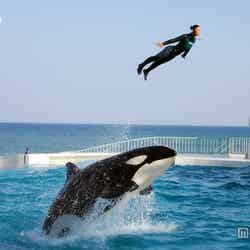 劇的瞬間も逃さない/キヤノンの「PowerShot SX600 HS」で撮影