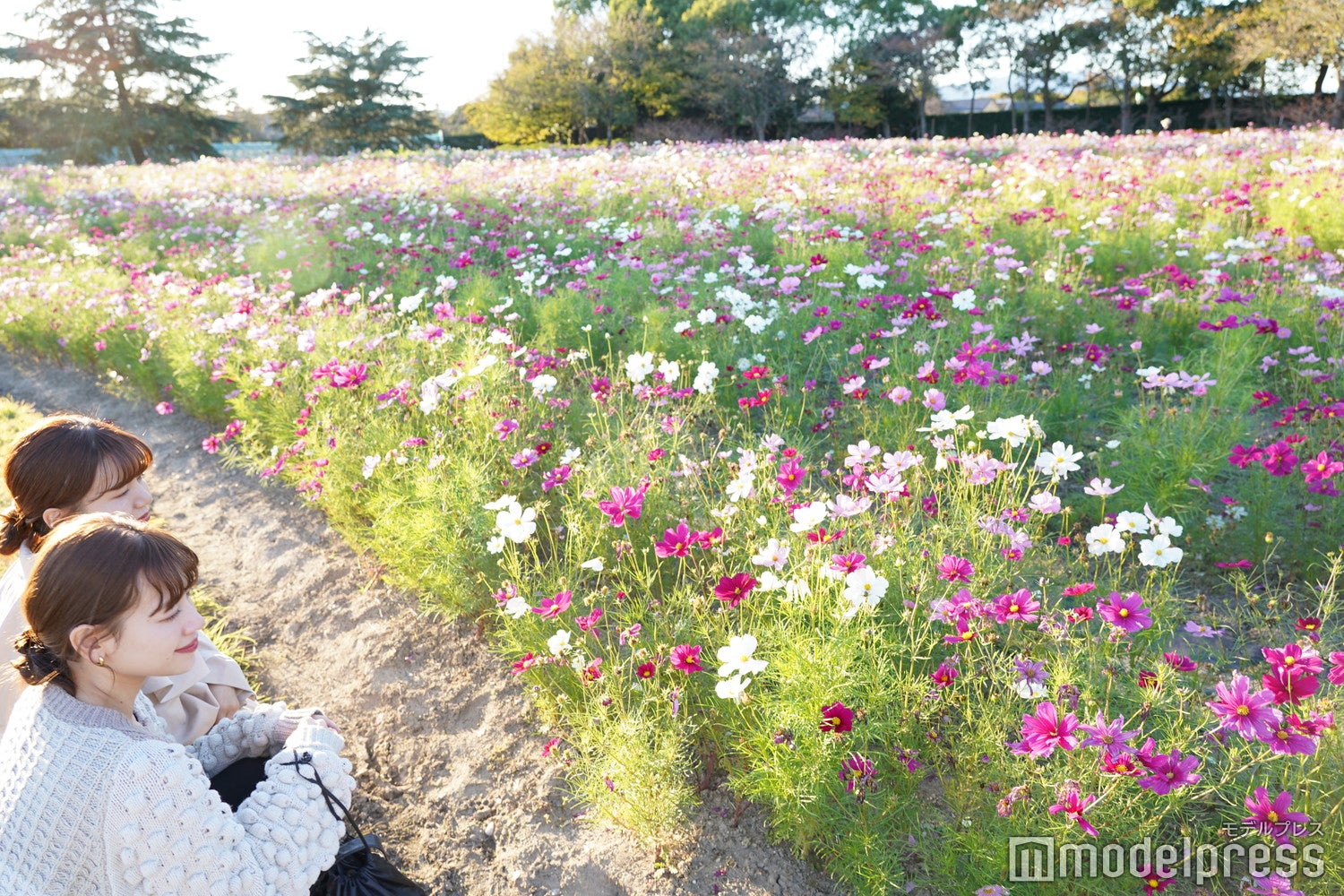 13,000坪の広大な花ひろばに咲き誇る色とりどりのコスモスたち（C）モデルプレス