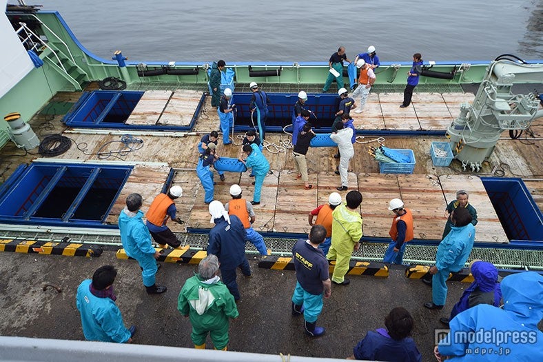 神奈川県三崎港でクロマグロを船からトラックに移す様子（公財）東京動物園協会提供