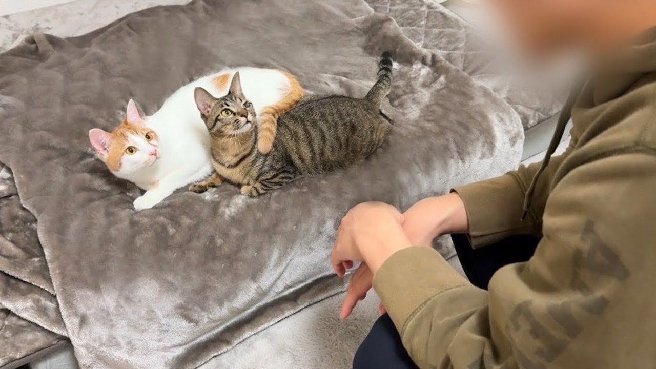 【もちまる日記】猫たちに寝起きドッキリ！？大好きな弟がいきなり目の前に現れたら・・・