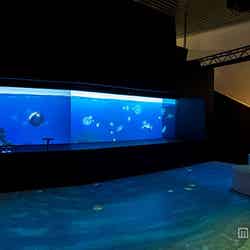 インタラクションエリア1 クラゲの海/画像提供:株式会社グランビスタ ホテル&リゾート
