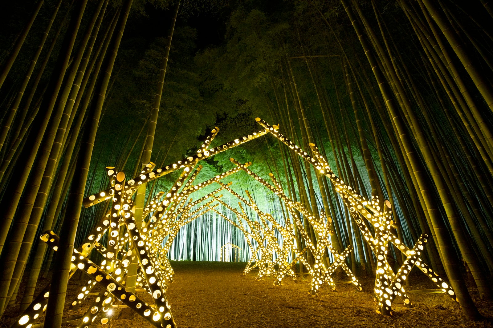 竹林ライトアップ／提供画像