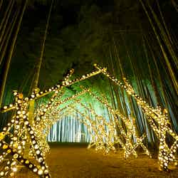 竹林ライトアップ/提供画像