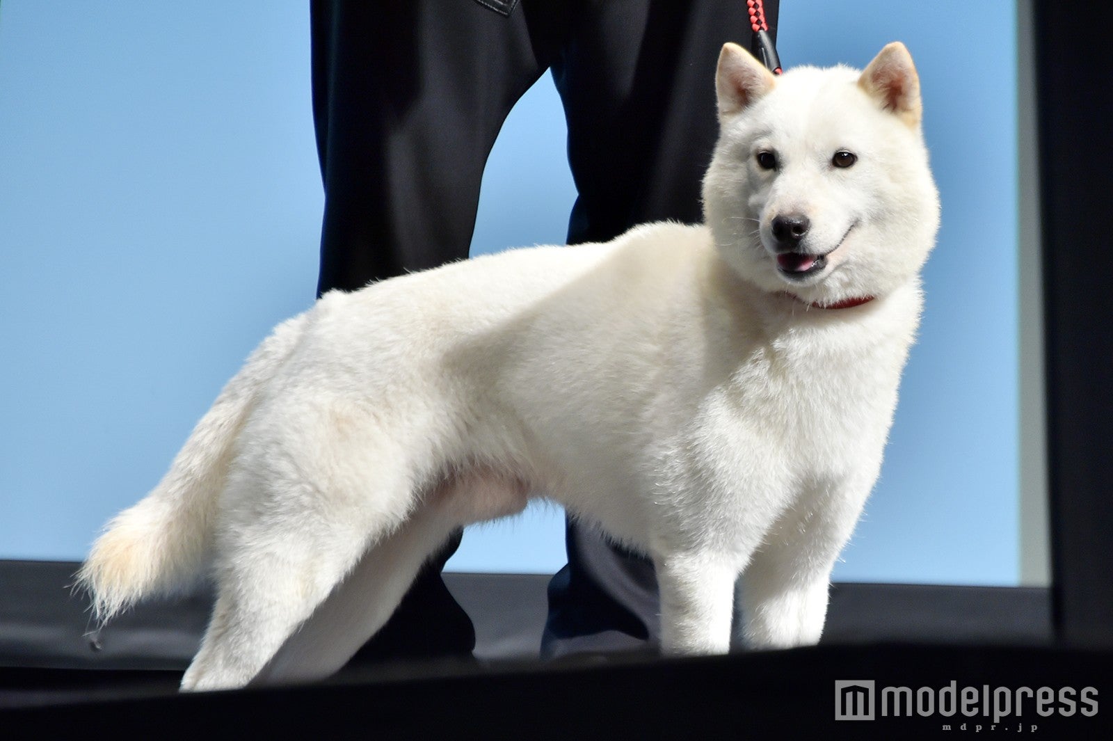 白戸家のお父さん（C）モデルプレス