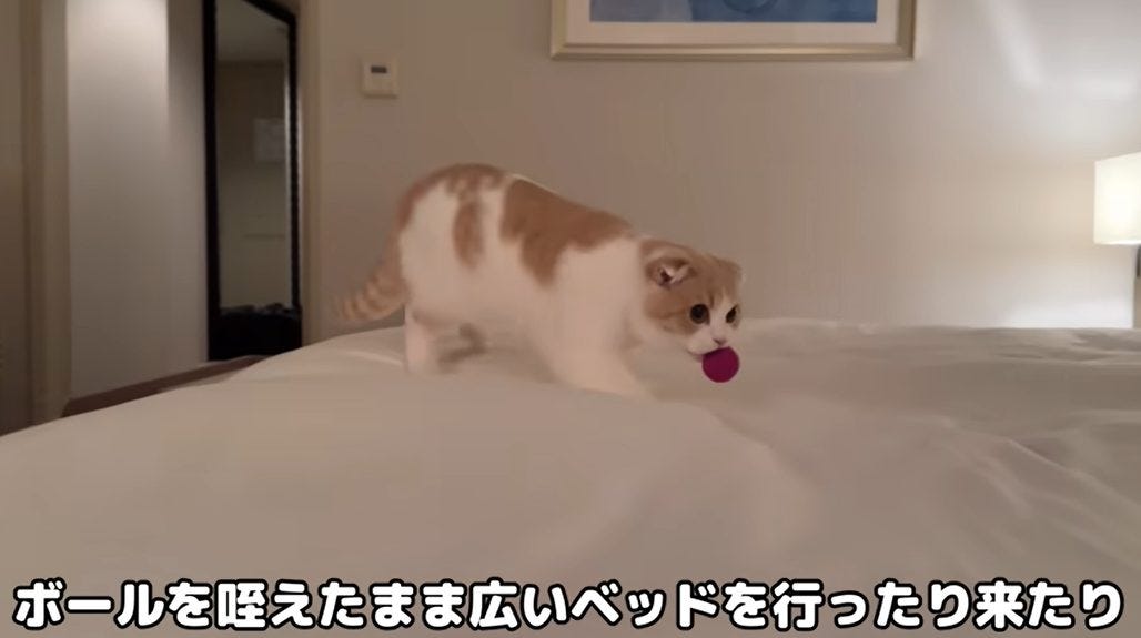 【もちまる】初めての高級ホテル宿泊にはなまるの反応は!?【わんぱく】
