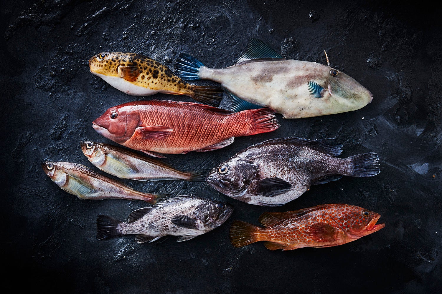 少量多品種の男鹿の鮮魚を主役に／提供画像