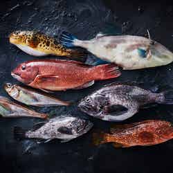 少量多品種の男鹿の鮮魚を主役に/提供画像