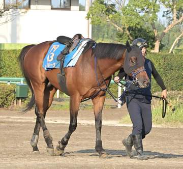 【セントウルS】レッドモンレーヴ目覚める 高松宮記念2着激走、「龍王」の血全開放へ 津曲助手「乗り込むにつれて絞れてきています」