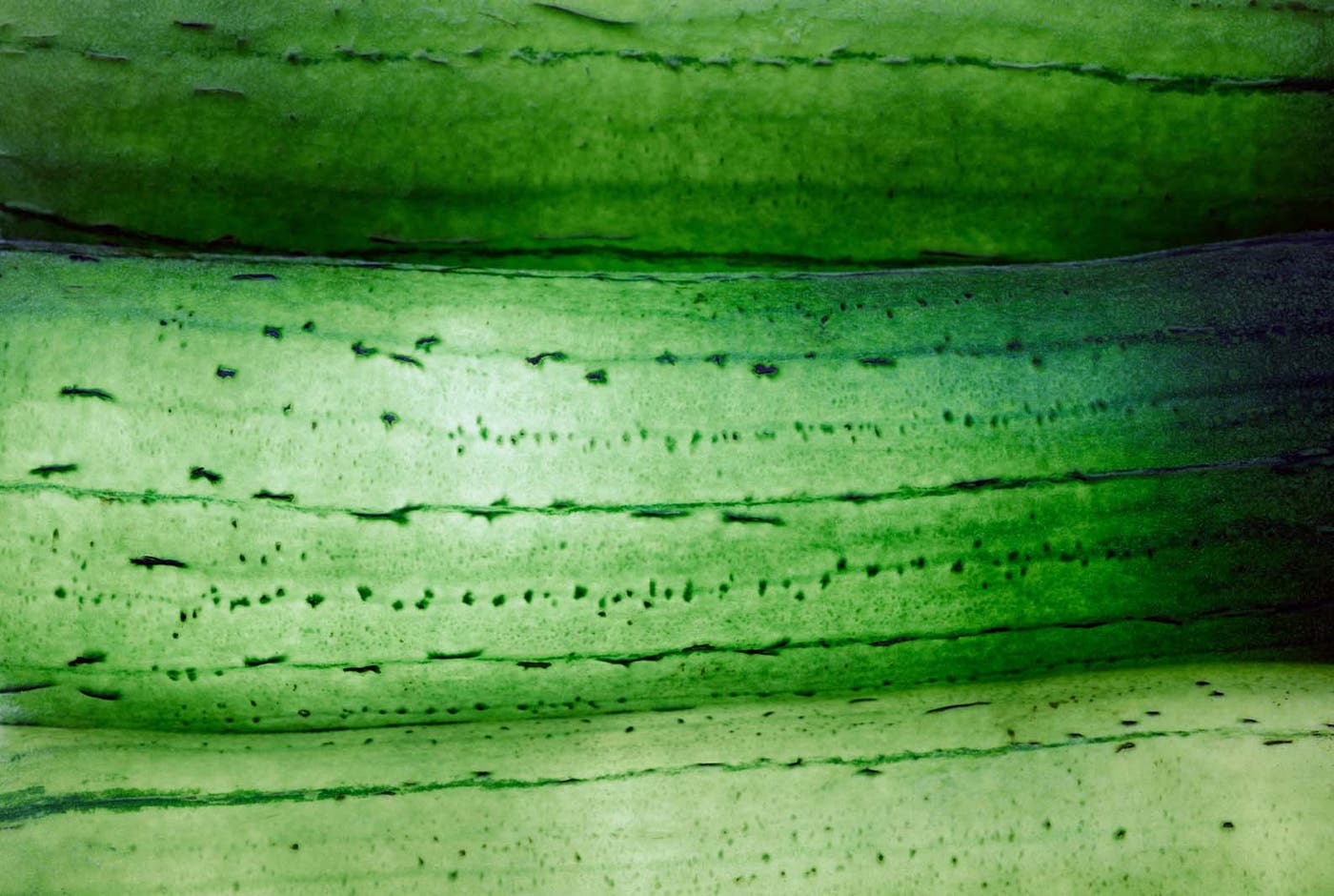 へちま(スムースラインに配合)