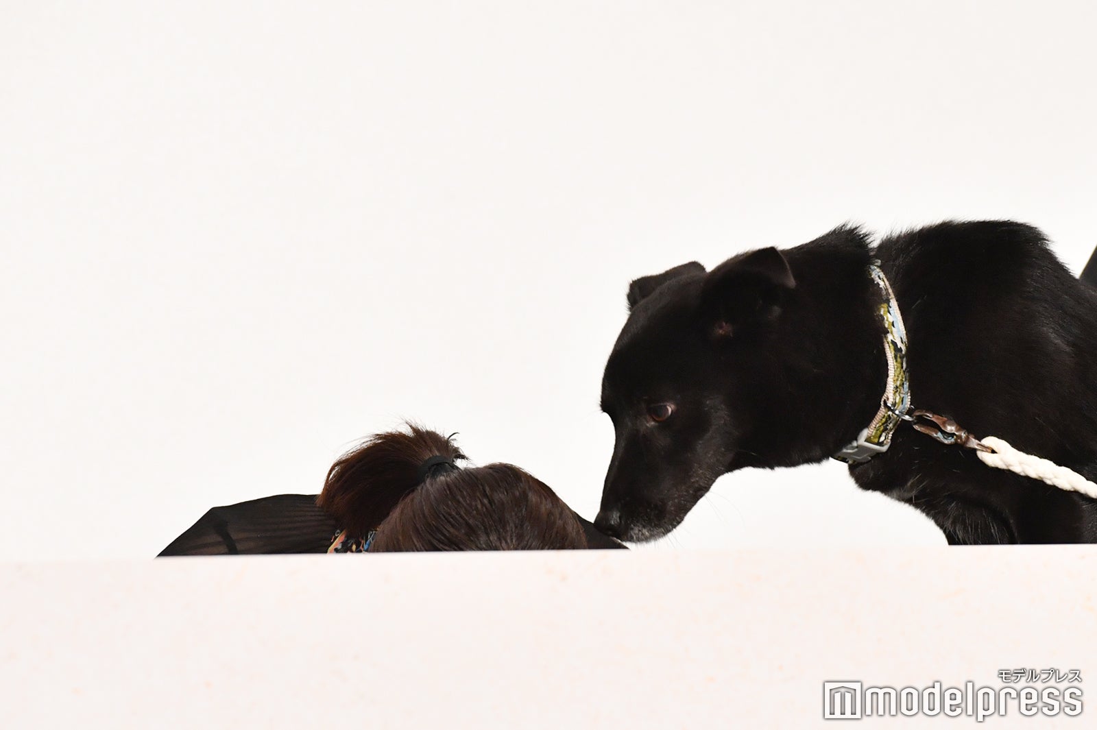 お辞儀する北川景子の頭にキスをするクロ（大吉） （C）モデルプレス