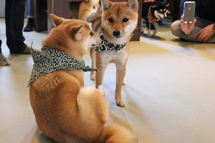 原宿乃豆柴カフェ豆柴