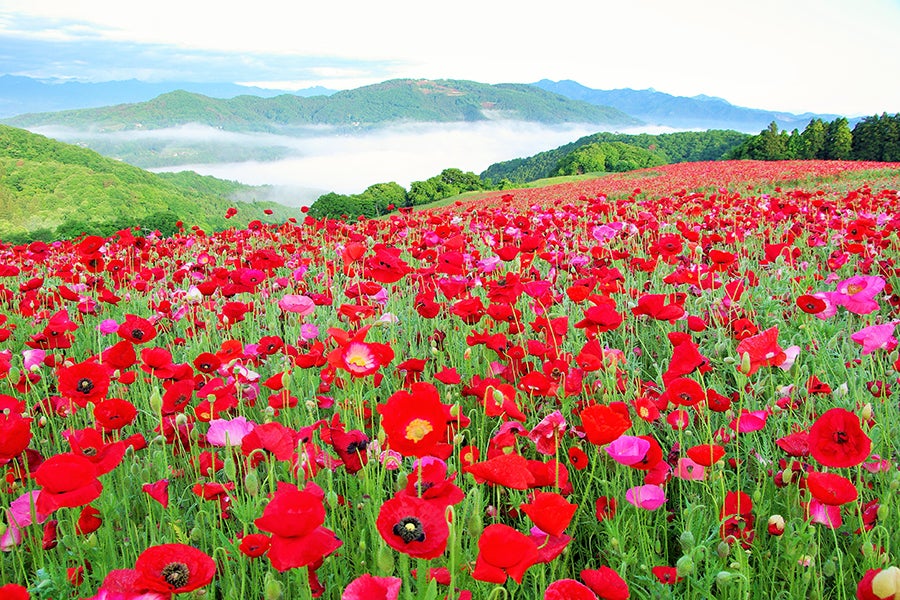 天空のポピー2018