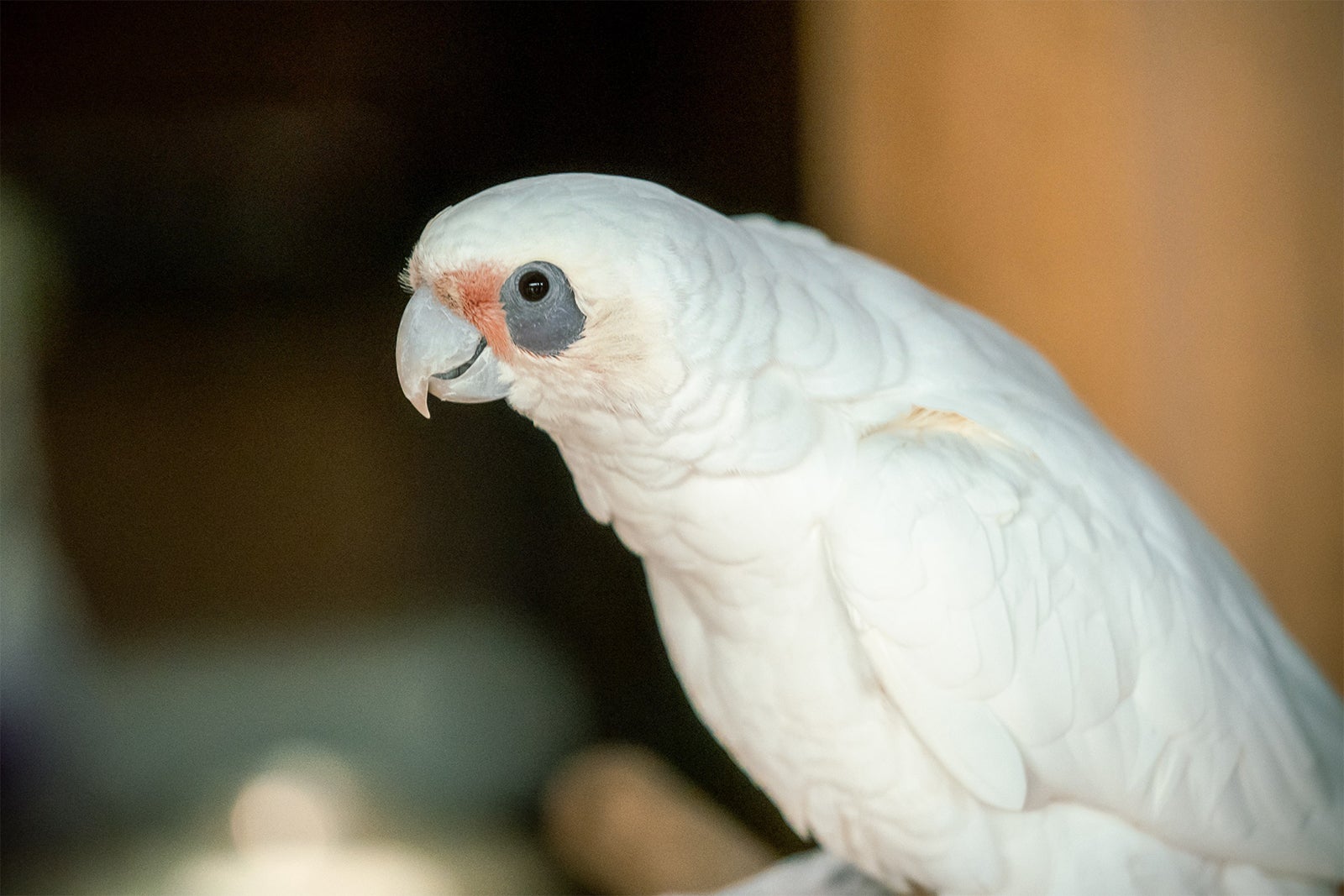 「光る君へ」第42話（C）NHK