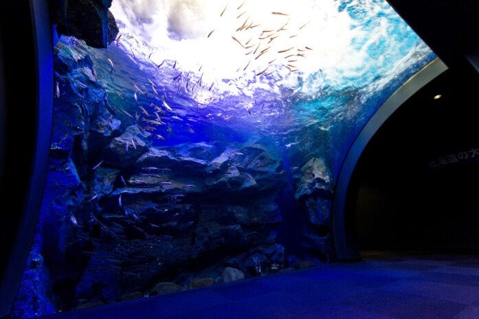 日本初の「滝つぼ水槽」。激流に流されまいと泳ぐ魚たちの力強い姿が見られます