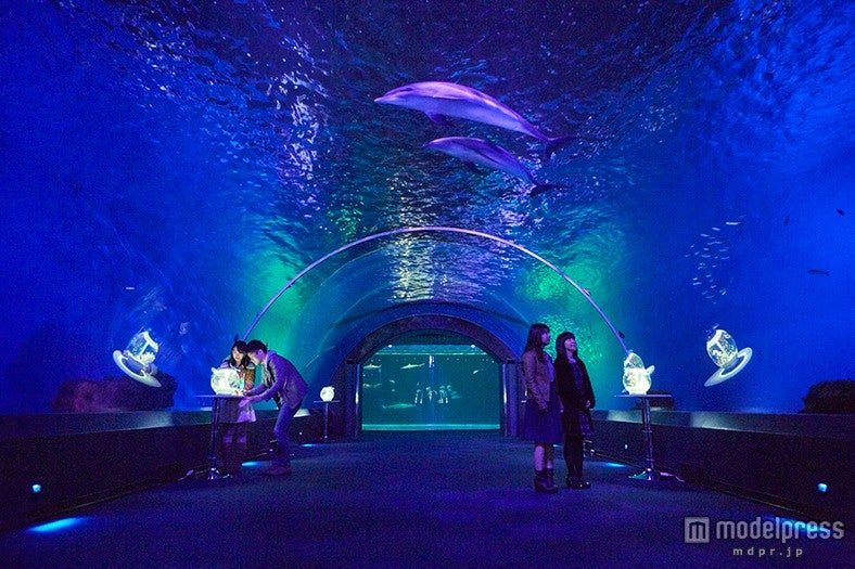 「ドルフィン ファンタジー ナイトラウンジ～Club D～」／画像提供：横浜八景島