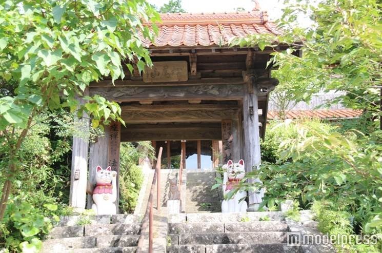 猫好き必見！山口の“猫寺”「雲林寺」は御朱印もお堂も猫まみれ！