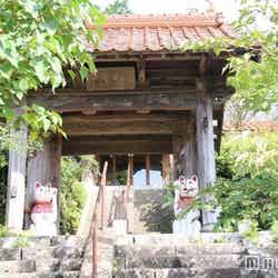 猫好き必見!山口の“猫寺”「雲林寺」は御朱印もお堂も猫まみれ!/画像提供:山口県