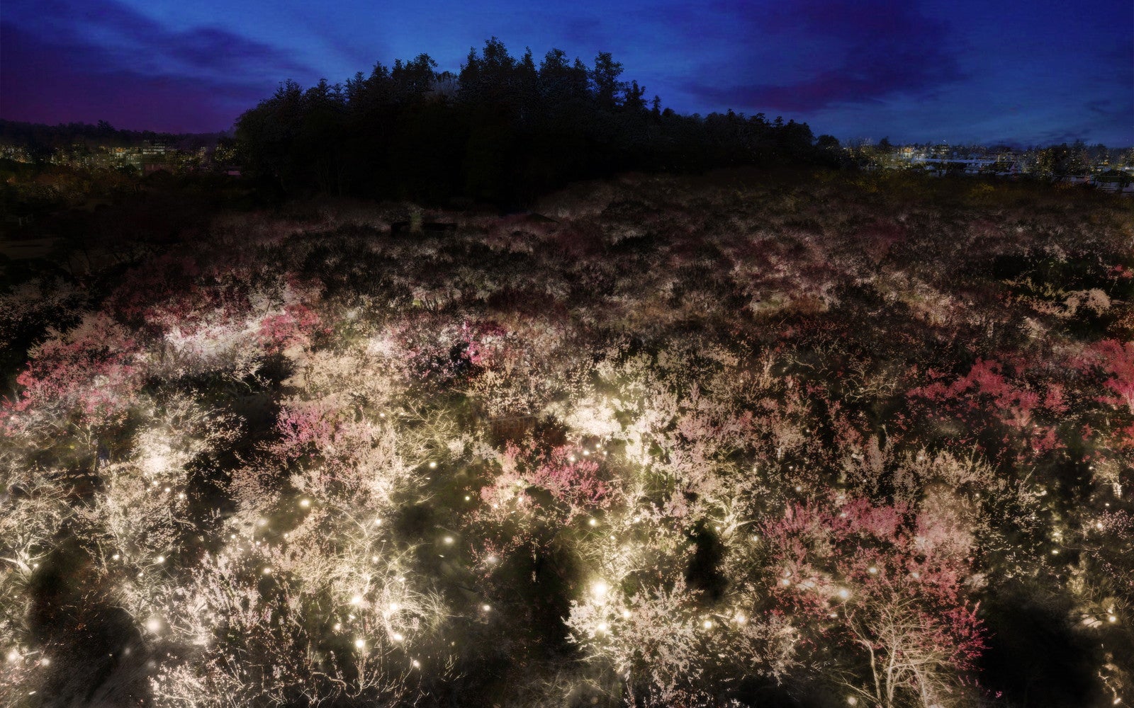 チームラボ 偕楽園 光の祭／画像提供：チームラボ