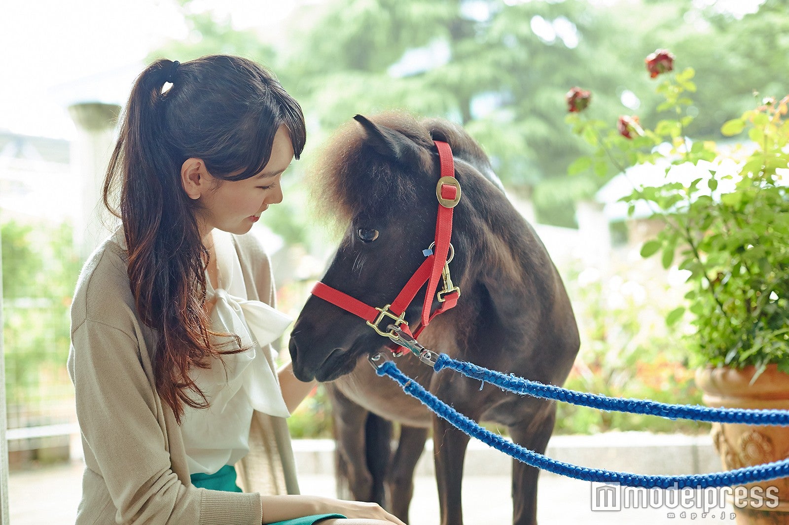 可愛い馬に癒される